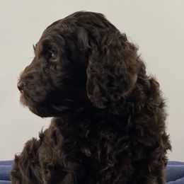 Boy 2 - Australian Labradoodle puppy in Maysville, Oklahoma from Southern Oklahoma Labradoodles