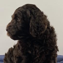 Boy 2 - Australian Labradoodle puppy in Maysville, Oklahoma from Southern Oklahoma Labradoodles
