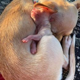 Chihuahuas from Carey's Chihuahuas