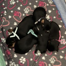 Yorkshire Terrier puppies from CDA Heavenly Yorkies