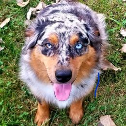 Rane - Miniature Australian Shepherd