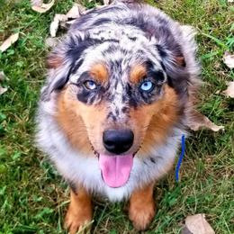 Rane - Miniature Australian Shepherd