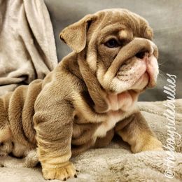Bulldog Puppies from Bayside Bullies
