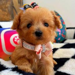FRIDA - Apricot female Maltipoo puppy in Sugar Land, Texas from Celebrity Maltipoos