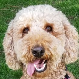 Penny - Goldendoodle