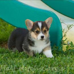 Franks - Black and tan male Pembroke Welsh Corgi puppy in Williams, California from Half Hitch Corgis