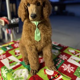 Light green collar boy - Red  male Poodle puppy in Riverside, California from Riverside red poodles