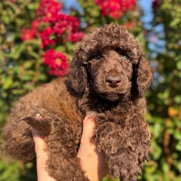 Turtle - Brown male Poodle puppy in Midwest City, Oklahoma from Strawberry Hill Puppy Patch