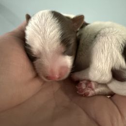 Fallow - Parti male Yorkshire Terrier puppy in Independence, Kentucky from 4paws4ever by Design