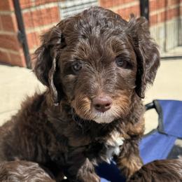 Lindsey Vonn - female Australian Mountain Doodle puppy in Greenville, Ohio from Woodbriar Wags