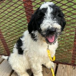 Jack Daniels (JD) - Parti male Goldendoodle puppy in Water Valley, Mississippi from Olympian Doodles