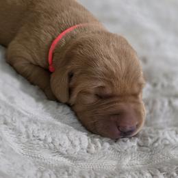 Boy 5 - Yellow male Labrador Retriever puppy in Grand Rivers, Kentucky from Big Water Dreams Retrievers