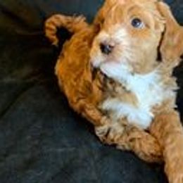 Goldendoodles from Idaho Gem Doodles