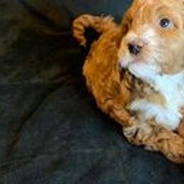 Goldendoodles from Idaho Gem Doodles