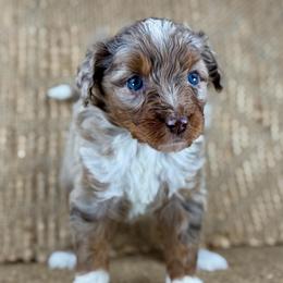 RMF1 - Red merle female Aussiedoodle puppy in Prague, Oklahoma from Classic K9’s  Aussies & Doodles