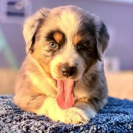 Light blue - Blue merle male Miniature Australian Shepherd puppy in 32046, Florida from River Hill Ranch