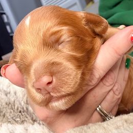 June - Red  female Goldendoodle puppy in Knoxville, Tennessee from Graystone Doodles