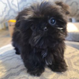 Shih Tzu All Grown Up from FurryTails Shih-tzu