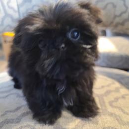 Shih Tzu All Grown Up from FurryTails Shih-tzu