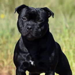 Staffordshire Bull Terriers from Takedown Staffords