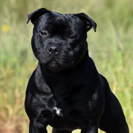 Staffordshire Bull Terriers from Takedown Staffords