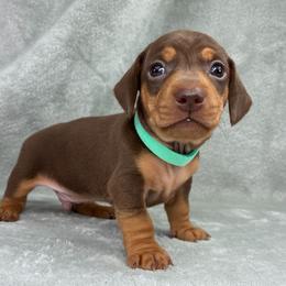 Male 3 - Chocolate and tan male Dachshund puppy in Birmingham, Alabama from LongBottomDachshunds