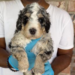 Pepper - Blue merle male Bernedoodle puppy in Richmond, Texas from Harper’s Heartbeats