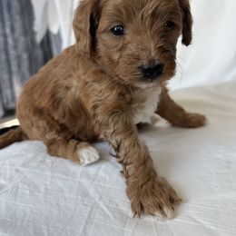 Purple Female 1 - Red  Goldendoodle puppy in Idaho from Idadoodles