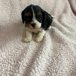 Oogie - Tri-color male Cavapoo puppy in Albuquerque, New Mexico from Enchantment Cavapoo & Pugapoo Puppies