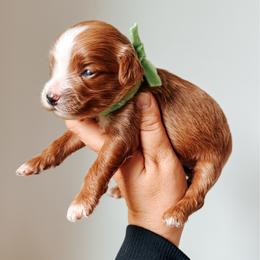 Junie - Lime collar girl - Red  female Goldendoodle puppy in Ruthorfordton, North Carolina from Duncan Doodles Goldendoodles