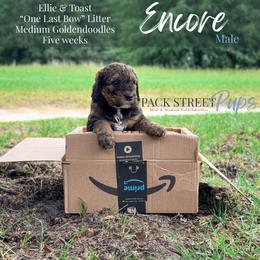 Encore - Phantom male Goldendoodle puppy in Paxville, South Carolina from Pack Street Pups