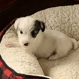 Sealyham Terrier Puppies from Thistle and Rock Sealyham Terriers