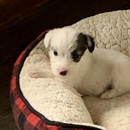 Sealyham Terrier Puppies from Thistle and Rock Sealyham Terriers