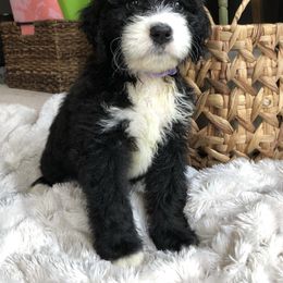 Bernedoodle Puppies from Baldridge Bernedoodles
