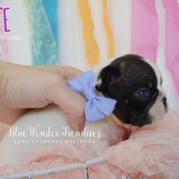Chocolate - White and brindle female French Bulldog puppy in Loxahatchee, Florida from Blue Wonder Frenchies