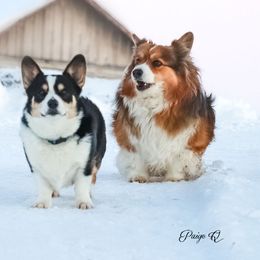 Pembroke Welsh Corgis from Stumpy Smilers