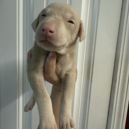 Yellow girl - Fawn (isabella) and rust female Doberman Pinscher puppy in Ludowici, Georgia from Royal Destiny Kennels