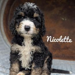 Girl 3 - Tri-color female Bernedoodle puppy in Lancaster, Minnesota from Richardville Hunde
