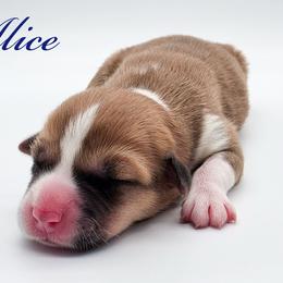 Alice - Red female Pembroke Welsh Corgi puppy in Aumsville, Oregon from West Coast Corgi