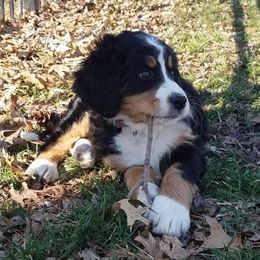 Bernedoodle Puppies from Bernedoodles of the Ozarks