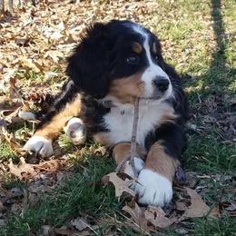 Bernedoodle Puppies from Bernedoodles of the Ozarks