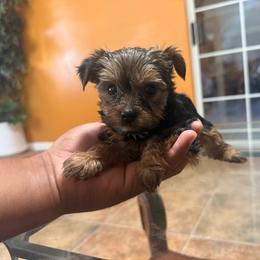 Boy 1 - Black and tan male Yorkshire Terrier puppy in Pomona, California from Lunio's Yorkies