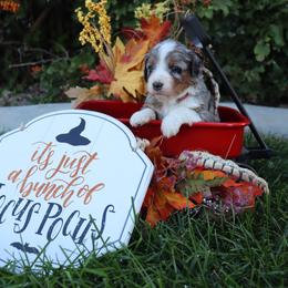 Hocus Pocus - Merle female Bernedoodle puppy in Helper, Utah from Doodle Love Utah