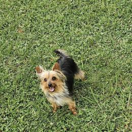Gypsy Rose - Black and gold female Yorkshire Terrier puppy in Jamestown, Tennessee from Royal  Furbabies