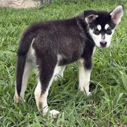 Drizzle - Seal and white male Alaskan Malamute puppy in Easton, Maryland from Stars Howl-O Kennels by FurEver Friends Inc