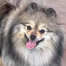 Sasha - Pomeranian