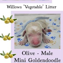 Olive - Apricot male Goldendoodle puppy in Grabill, Indiana from Rose's Doodles