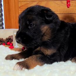 Red Collar - Male - Black and red male German Shepherd puppy in Charlotte, North Carolina from Zuflucht K9s