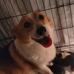 Hazel - Pembroke Welsh Corgi