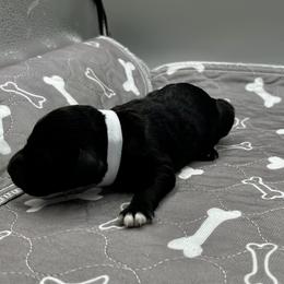 Boy 1 - male Barbet puppy in New Bedford, Massachusetts from Barbie's Barbets